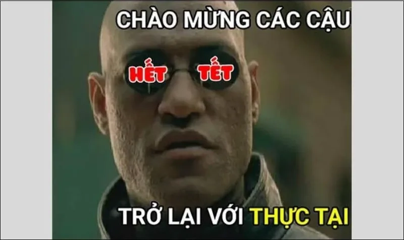 Avt mèo tết meme khiến bạn cảm thấy dễ thương hơn