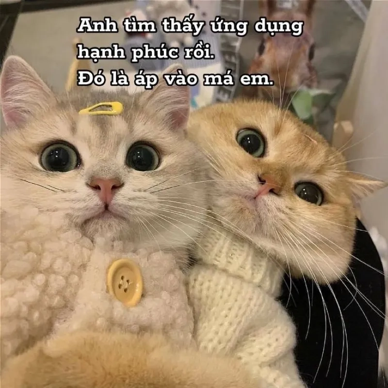 Meme si tình khiến bạn cảm thấy dễ thương hơn