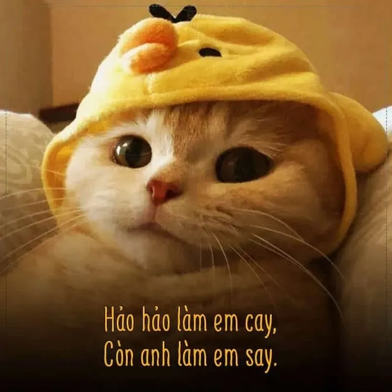 Meme ngồi im tình yêu sẽ đến giúp bạn cảm thấy bình yên hơn