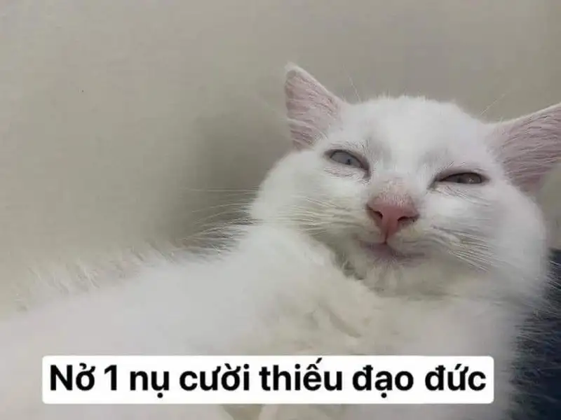 Meme mèo quạo Trung Quốc là những hình ảnh ngộ nghĩnh