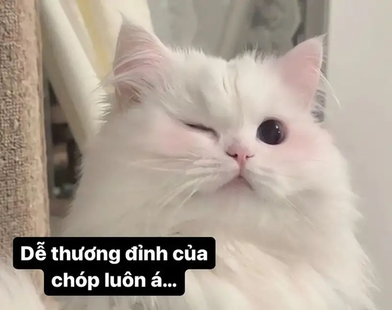 Meme mèo trắng Trung Quốc mang đến sự ngọt ngào và hài hước qua những hình ảnh dễ thương