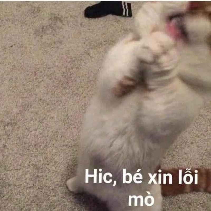 Khóc meme mèo xin lỗi khiến bạn cảm thấy đồng cảm