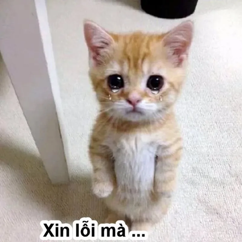 Xin lỗi meme mèo là cách dễ thương để xin lỗi ai đó