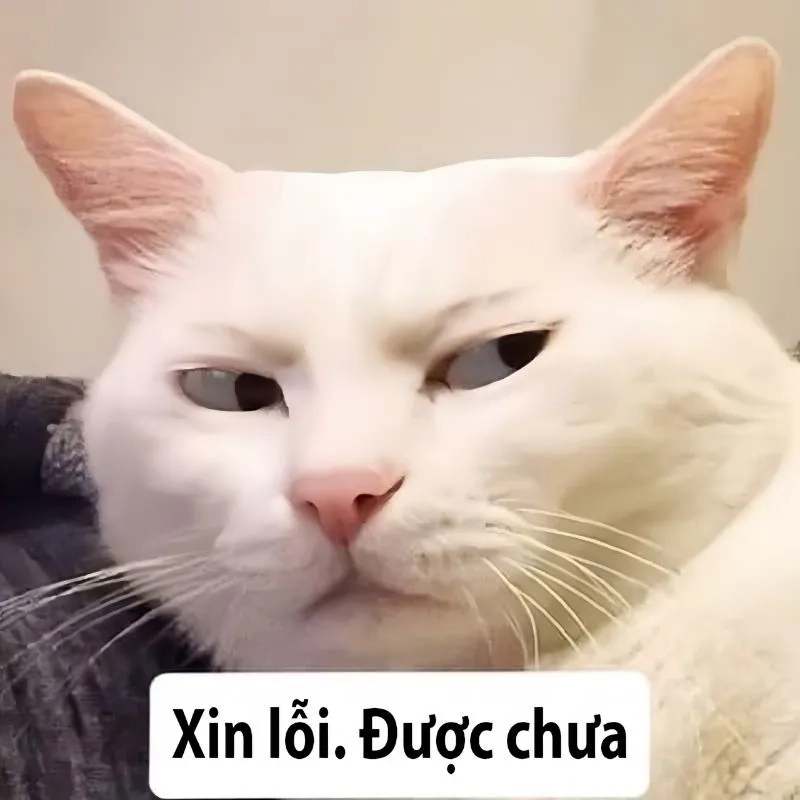 Ảnh meme xin lỗi ny thể hiện sự chân thành và dễ thương