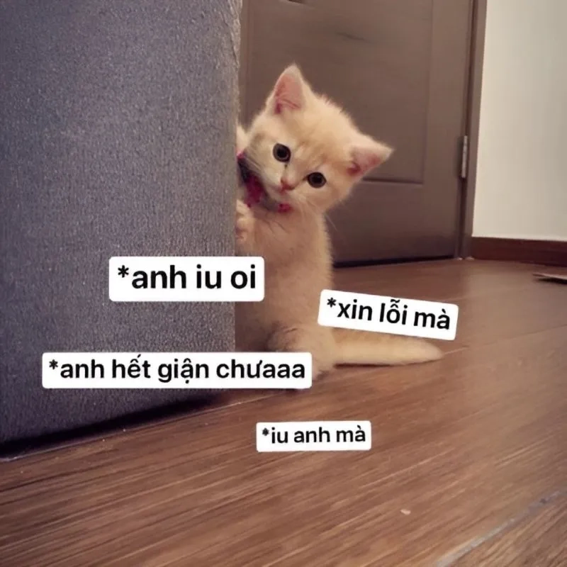 Meme mèo cute xin lỗi là hình ảnh dễ thương cho những ai yêu mèo