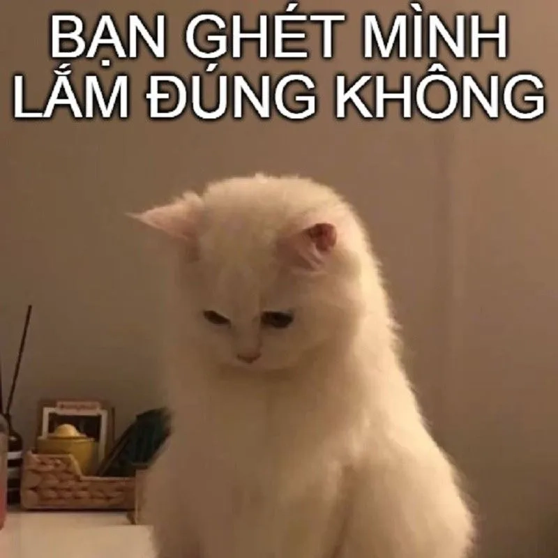 Bựa cute meme mèo xin lỗi mang lại tiếng cười cho người xem