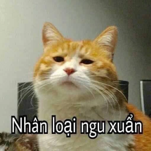 Meme ngu ngon là hình ảnh hài hước khiến mọi người không thể nhịn cười