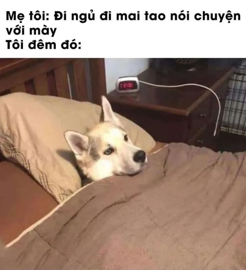 Meme mèo ngủ khiến bạn cảm thấy dễ chịu và thư giãn