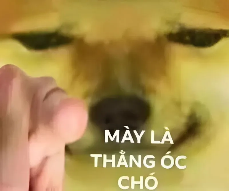 Ngu thì nín meme thể hiện sự hài hước trong cuộc sống