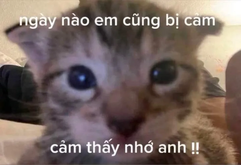 Meme nhớ anh quá khiến trái tim bạn xao xuyến