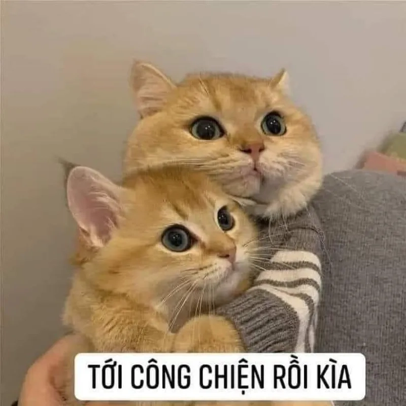 Meme mèo con ôm đầu dễ thương khiến bạn không thể nhịn cười