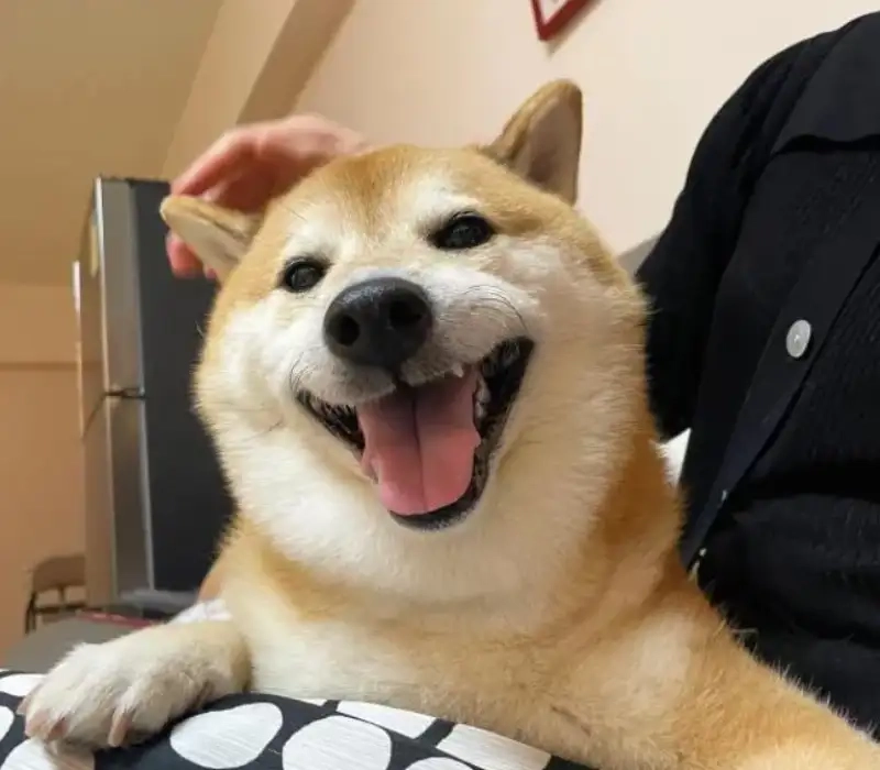 Shiba smile meme là hình ảnh dễ thương cho những ai yêu thích chó