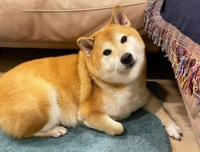 Meme dog shiba khiến bạn cảm thấy thú vị và hài hước