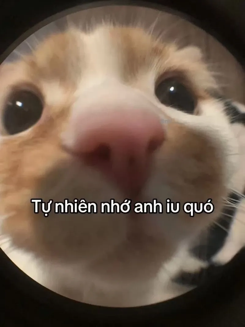 Cute meme tình yêu là lựa chọn hoàn hảo cho những ai yêu thích tình yêu