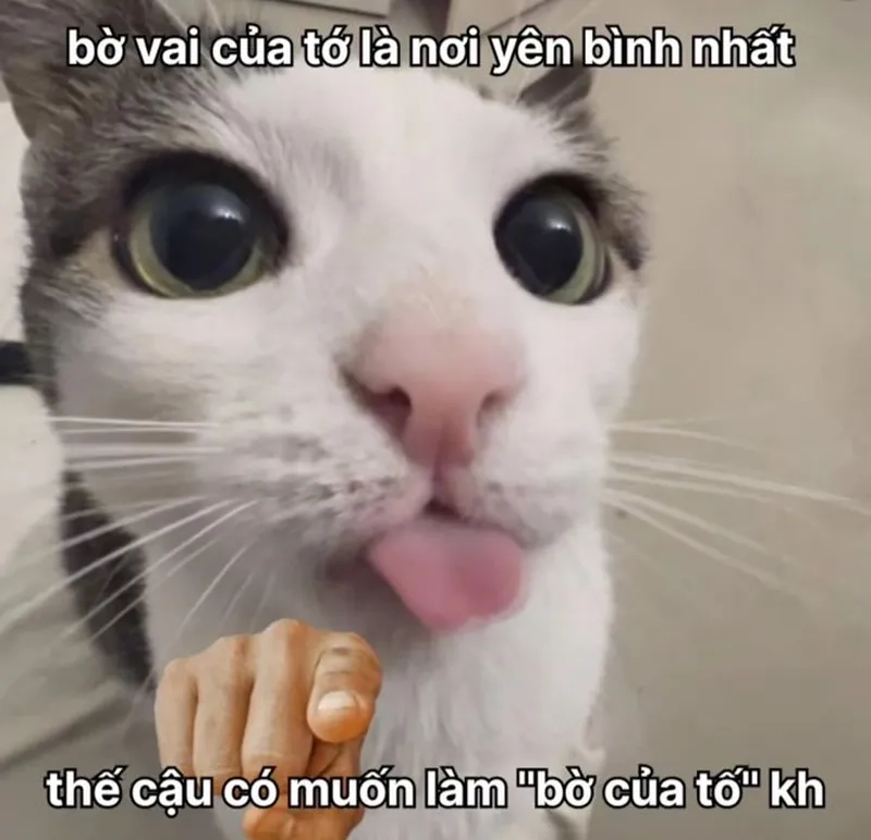 Cute ảnh meme hài sẽ khiến bạn không thể nhịn cười