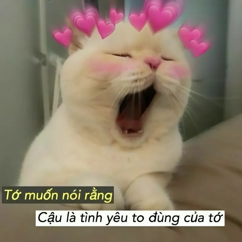 Ảnh meme tình yêu cute khiến bạn cảm thấy dễ thương hơn