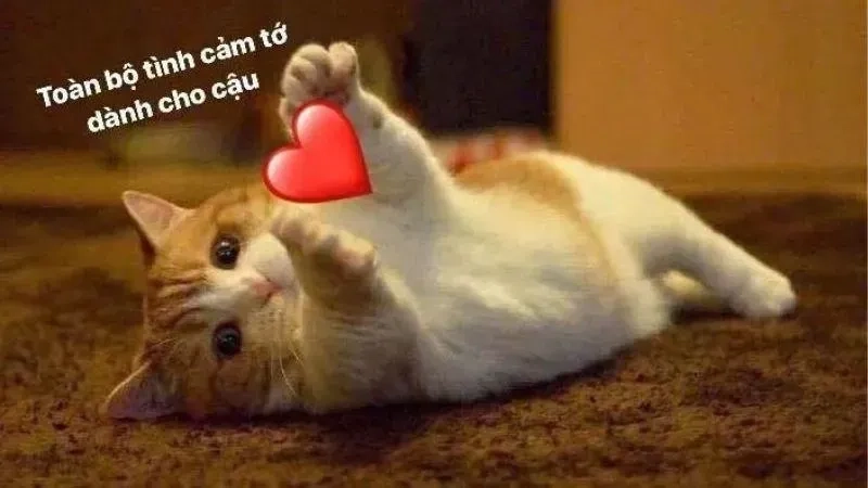 Hình meme cute tình yêu mang đến sự dễ thương cho ngày của bạn