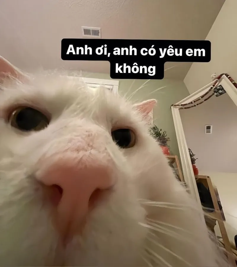 Meme mãi yêu mang đến sự lãng mạn cho tình yêu của bạn