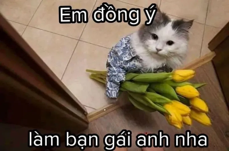 Ảnh meme mèo tình yêu mang đến sự dễ thương cho ngày của bạn