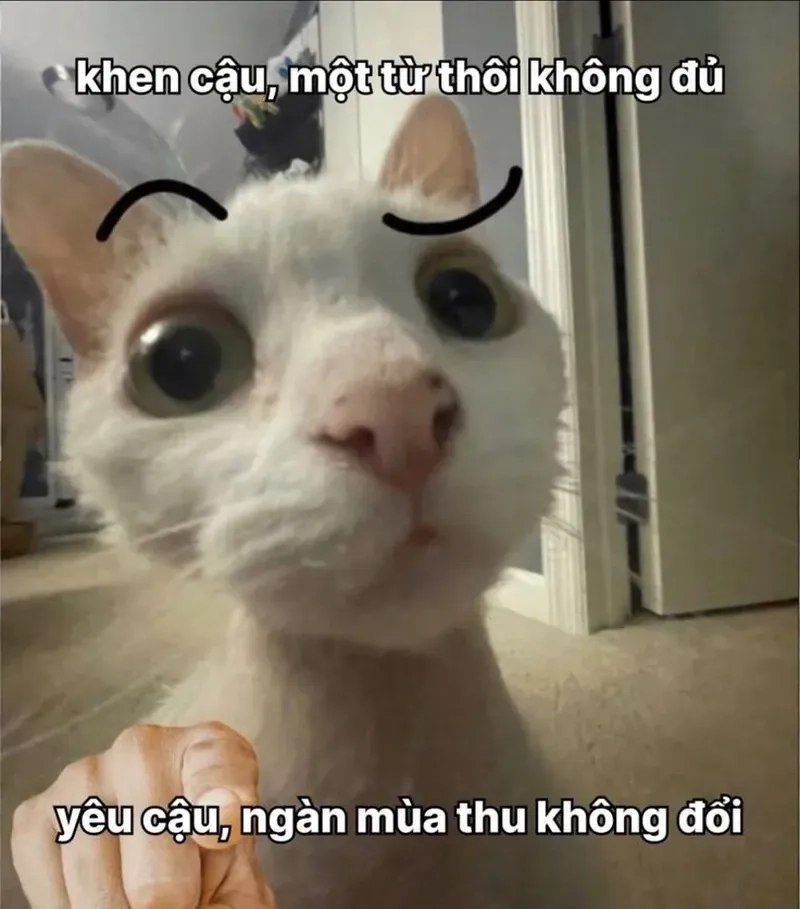 Tỏ tình meme là cách thú vị để thể hiện tình cảm của bạn