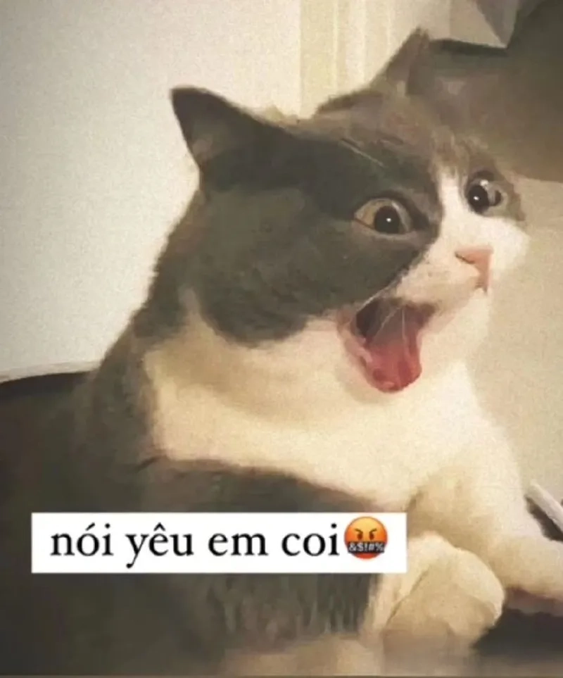 Ảnh meme tỏ tình crush sẽ làm bừng sáng ngày của bạn