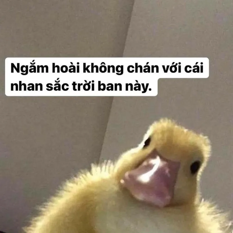 Vịt cầm dao meme tạo phong cách hài hước cho mùa lễ