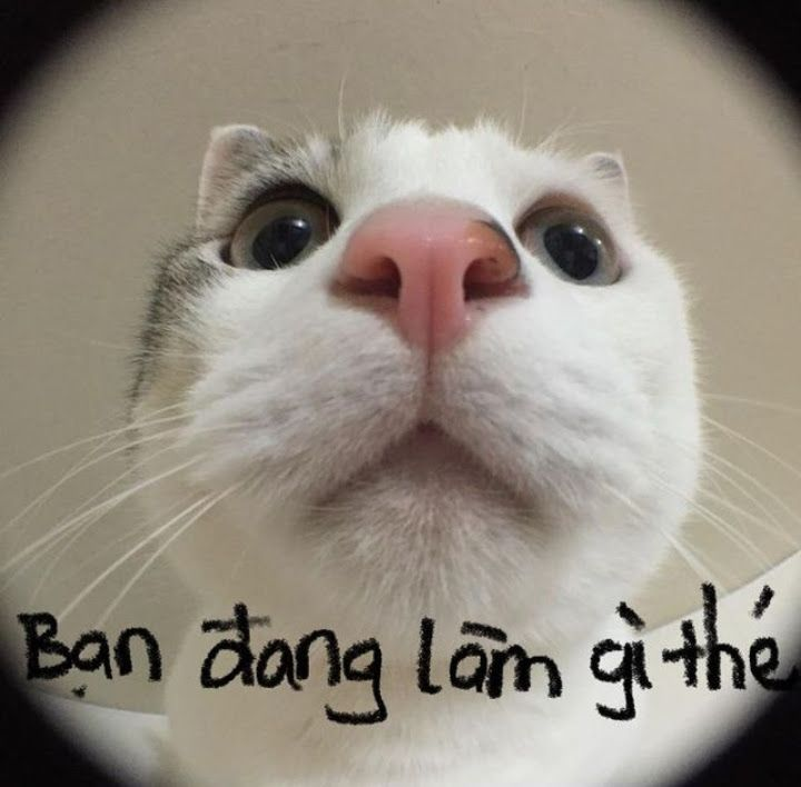 Meme chào ngày mới mang lại năng lượng tích cực