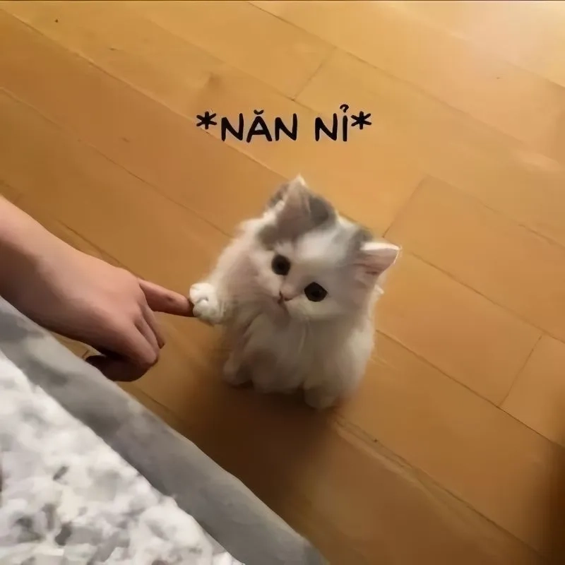 Meme anh xin lỗi mang lại sự dễ thương cho người xem