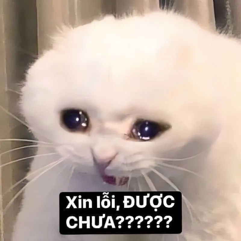 Ảnh meme xin lỗi người yêu thể hiện sự chân thành và dễ thương