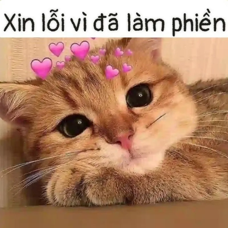 Tụt quần xin lỗi meme khiến bạn không thể nhịn cười