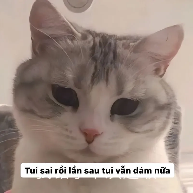 Quỳ xin lỗi meme khiến bạn cảm thấy đồng cảm