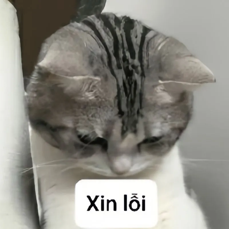 Cute meme mèo xin lỗi là hình ảnh dễ thương cho những ai yêu mèo