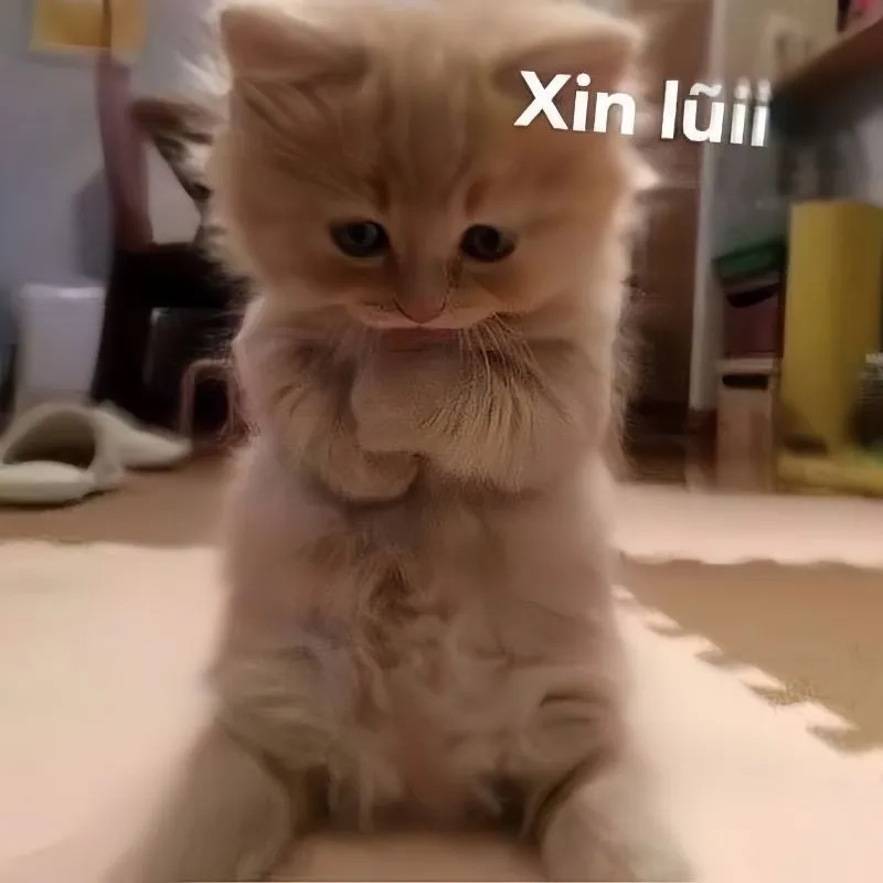 Mèo xin lỗi meme khiến bạn cảm thấy vui vẻ hơn