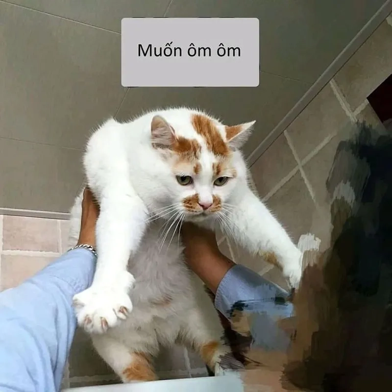 Meme mèo ôm tiền mang đến sự hài hước cho những ai yêu thích tiền