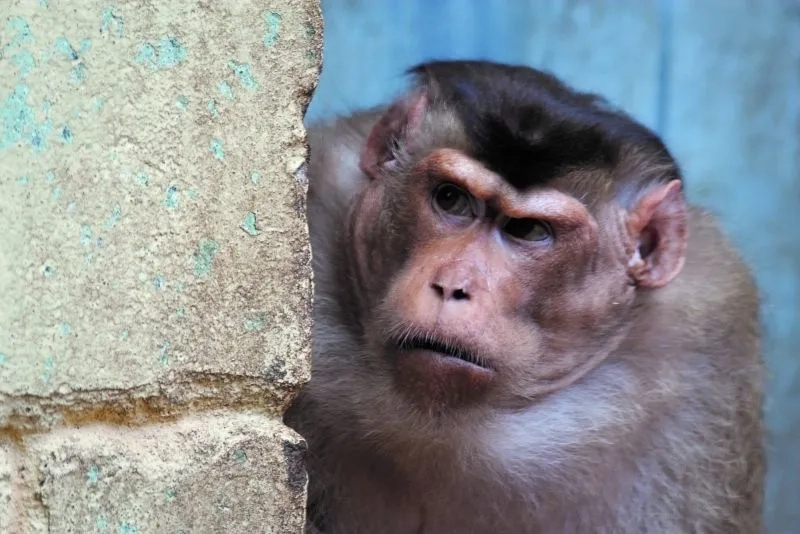 Monkey looking away meme khiến mọi người cảm thấy thú vị