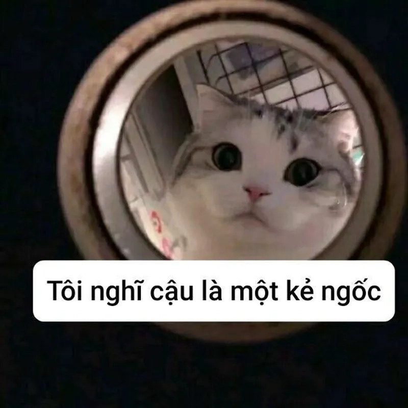 Meme mèo cầu nguyện khiến mọi người cảm thấy dễ thương và vui vẻ