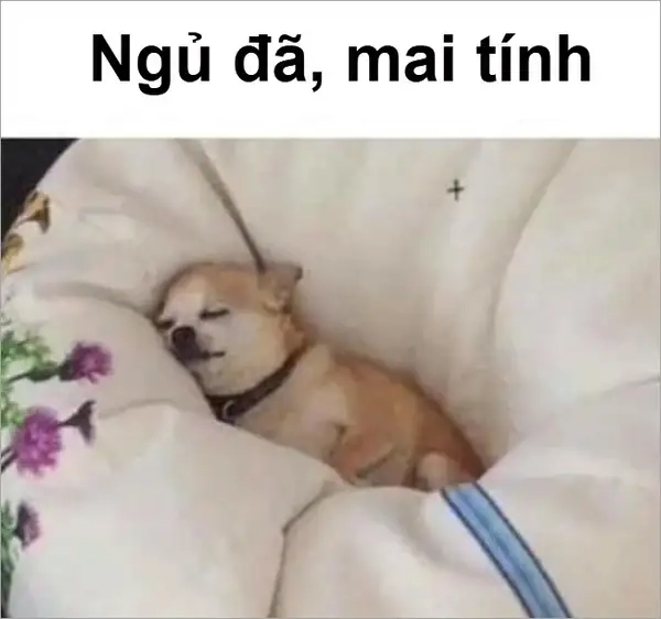 Ảnh ngủ meme mang lại cảm giác thư giãn cho người xem