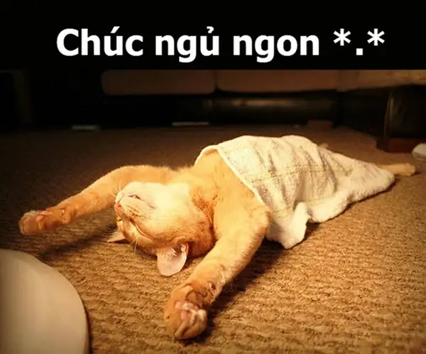 Meme đi ngủ sớm là lựa chọn tốt cho những ai cần nghỉ ngơi