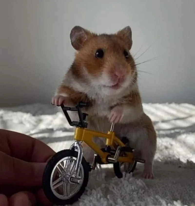 Sad hamster meme png mang đến sự dễ thương cho những ai yêu thích