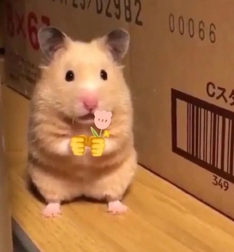 Sad hamster meme 4k giúp bạn thưởng thức hình ảnh chất lượng cao