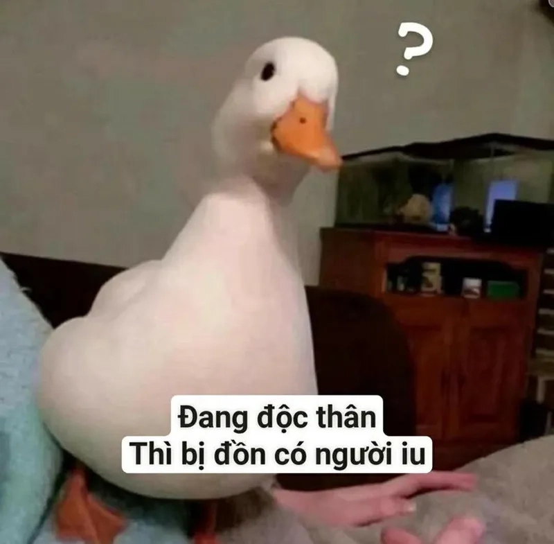 Vịt donald meme mang lại tiếng cười cho người hâm mộ