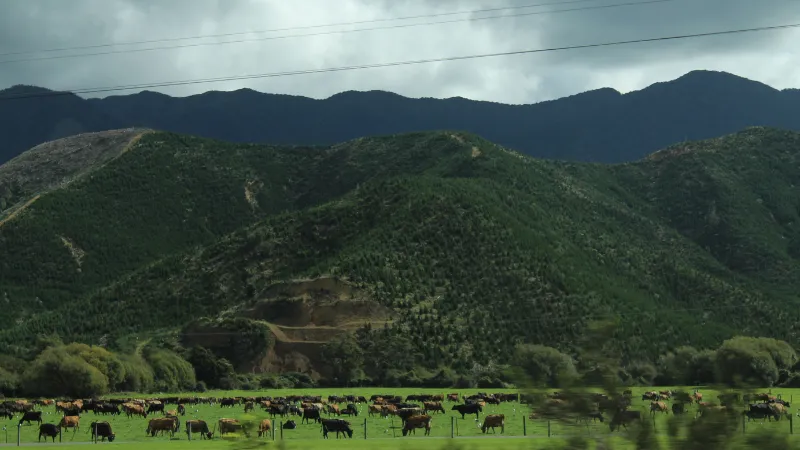 New Zealand milk lựa chọn hoàn hảo cho sức khỏe gia đình