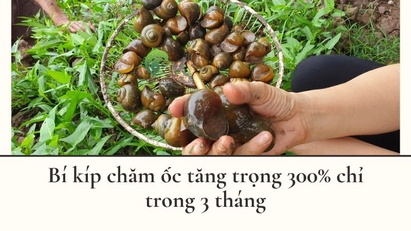 Bí kíp chăm ốc tăng trọng 300% chỉ trong 3 tháng