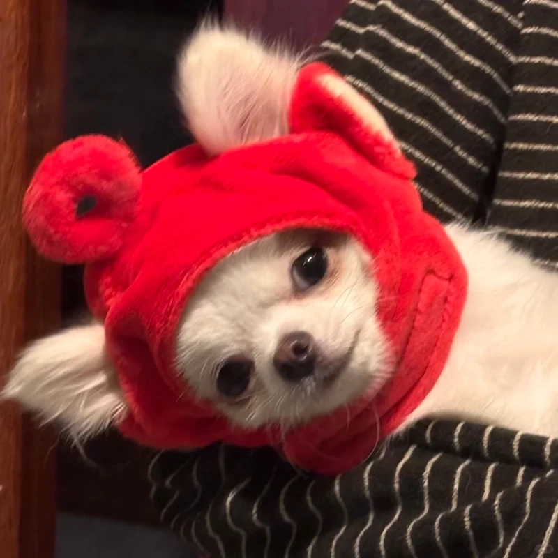 Chihuahua meme là như thế nào?