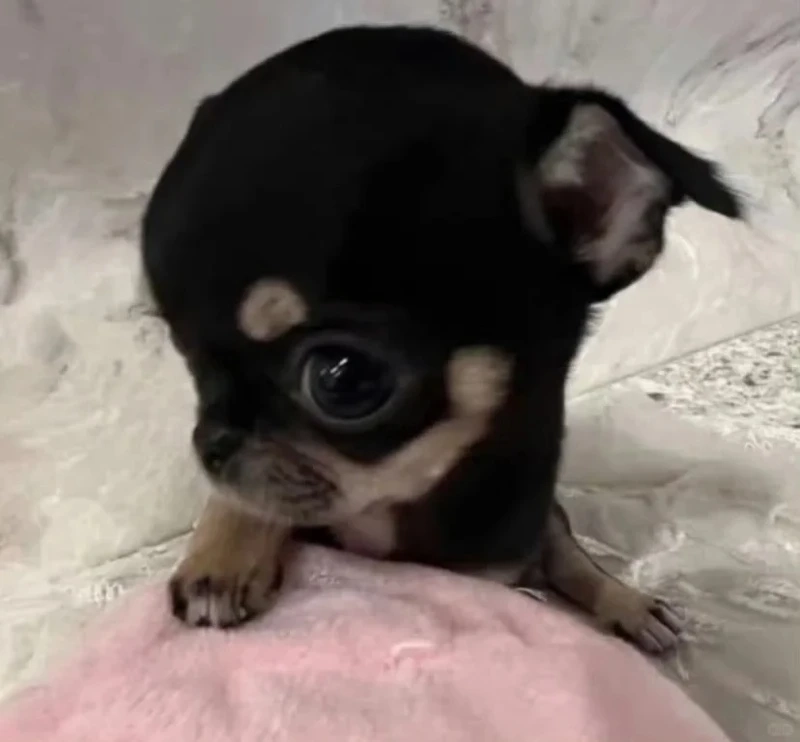 Loạt meme chihuahua biểu cảm khó đỡ