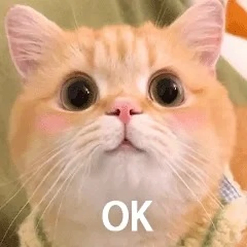 Cười xỉu với vô tri meme mèo nhìn đời vô cảm