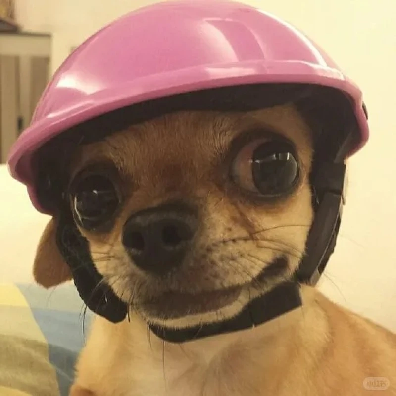 Tổng hợp chihuahua memes hài hước khiến ai cũng bật cười