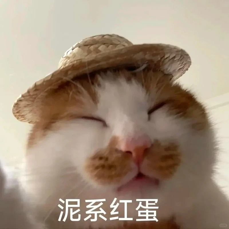 Ngắm ngay ảnh mèo vô tri meme càng nhìn càng cuốn