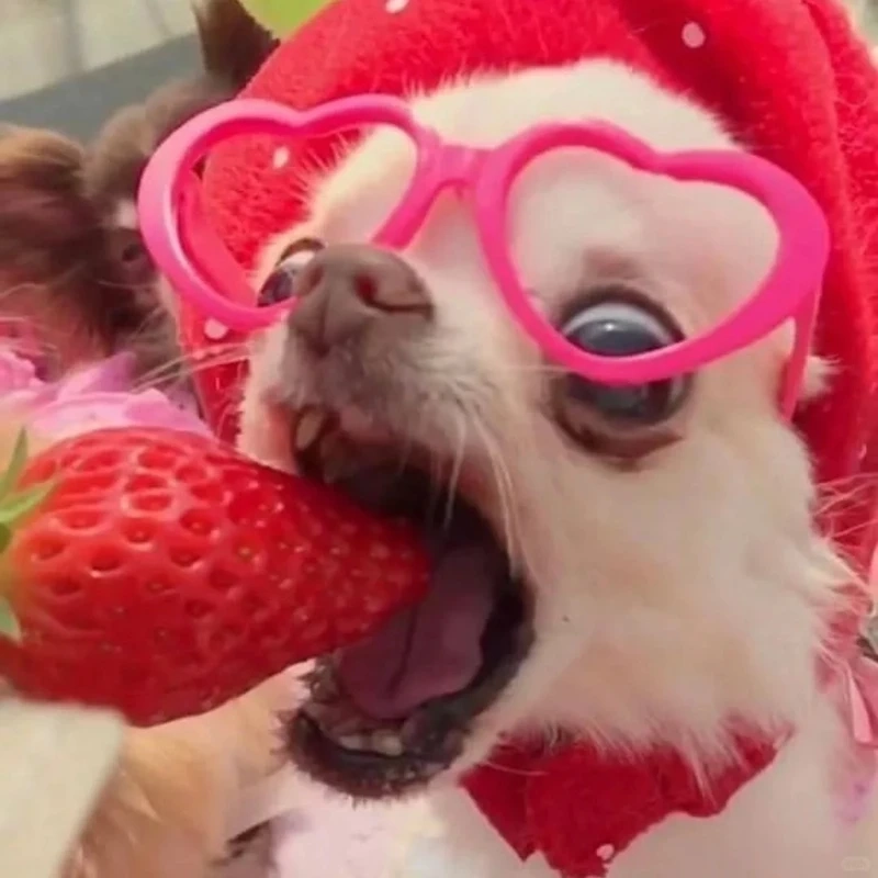 Gương mặt khó ở huyền thoại trong angry chihuahua meme