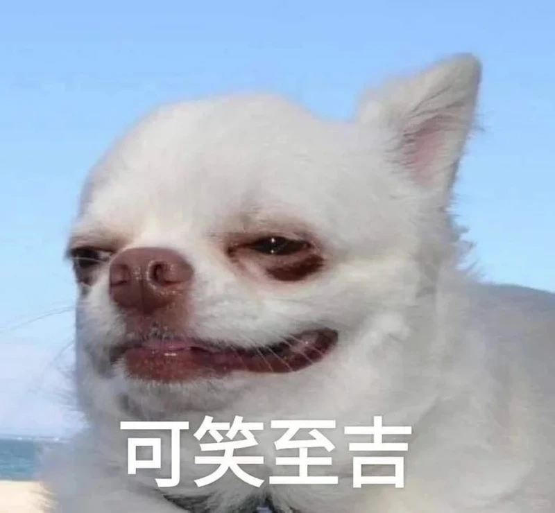 Ngoại hình gây cười của bald chihuahua meme